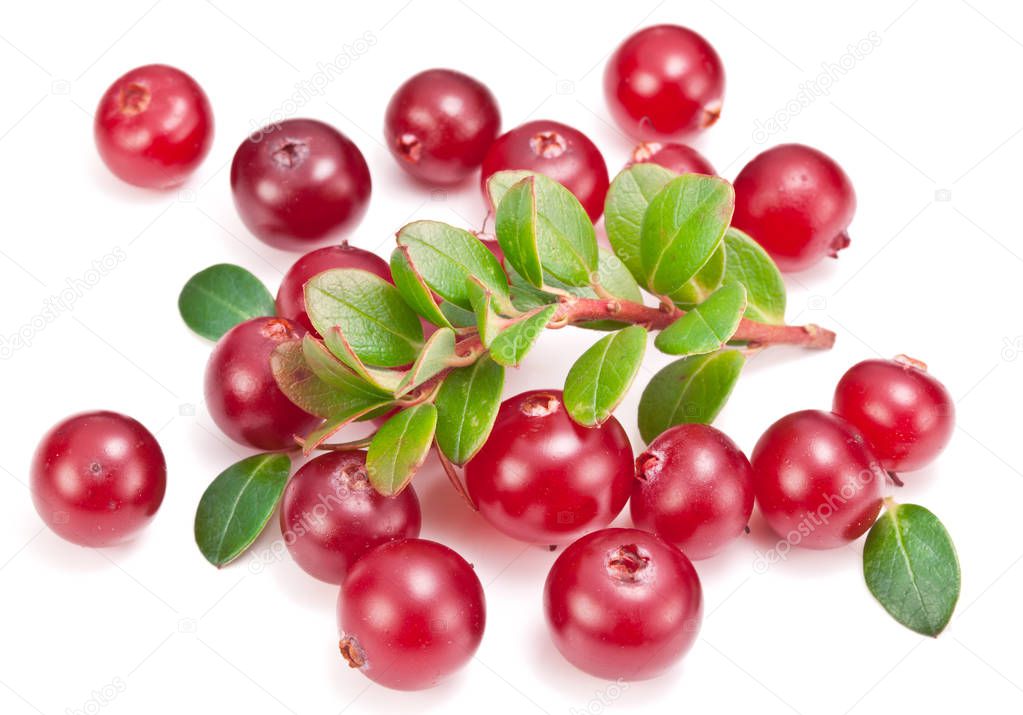 Ripe cranberries and green leaves on the white background.