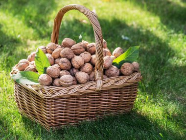 Ceviz hasadı. Yeşil çimlerin üzerindeki sepette cevizler.