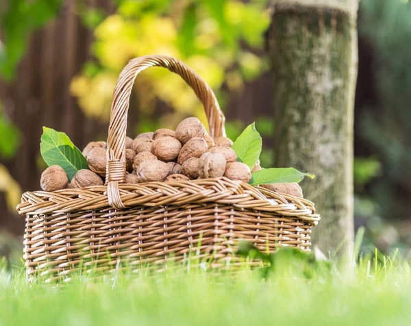 Волоський урожай. Волоські горіхи в кошику на зеленій траві . — стокове фото