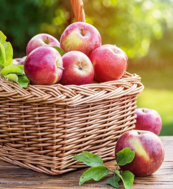 Apple harvest. Ripe red apples in the basket on the table.  clipart