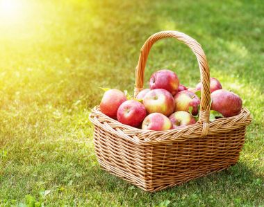 Elma hasatı Yeşil çimlerin üzerindeki sepette olgun kırmızı elmalar.