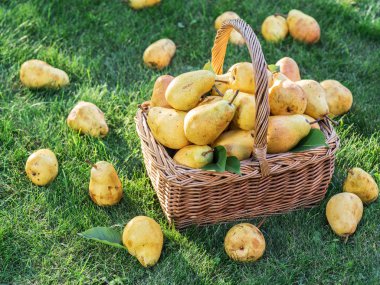 Yeşil çimenlerin üzerinde sepette olgun armut.