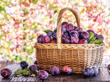 Erik hasat. Masada sepette olgun Erik. 