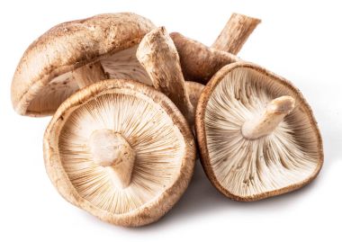 shiitake mantar beyaz zemin üzerine.