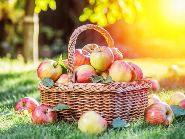 Apple harvest. Ripe red apples in the basket on the green grass.