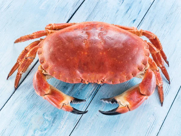 Gotowane crab brązowy lub jadalnych krabów na białym tle na karcie drewniane niebieskie — Zdjęcie stockowe