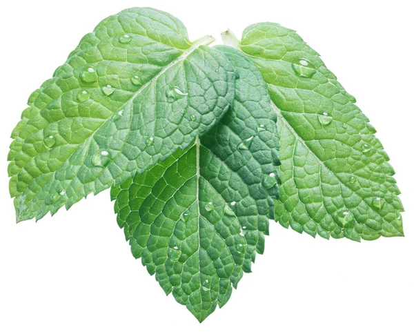 Tres hojas de menta verde o menta con gotas de agua en el fondo blanco —  Fotos de Stock