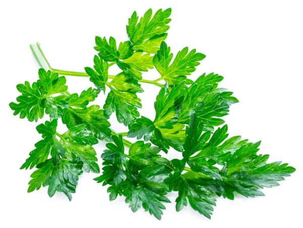 Parsley herb. Macro shot of small branch. — Stock Photo, Image