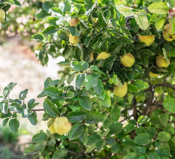 Quitte zwischen grünen Blättern am Baum. — Stockfoto