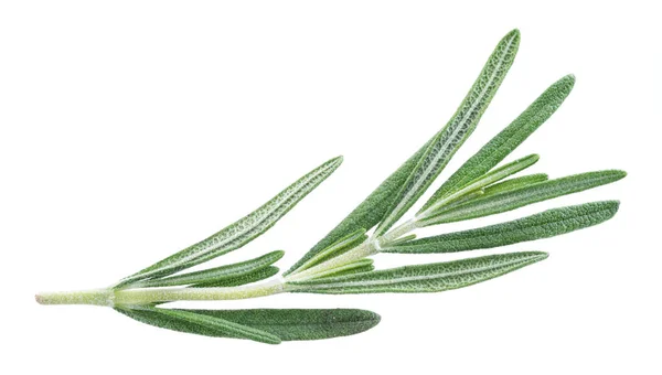 Rosemary herb. — Stock Photo, Image