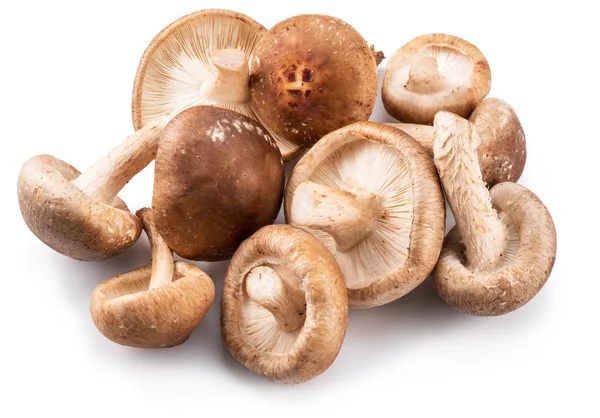 Shiitake mushrooms on the white background. — Stock Photo, Image