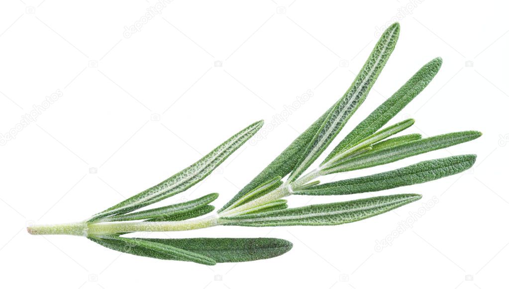 Rosemary herb. 