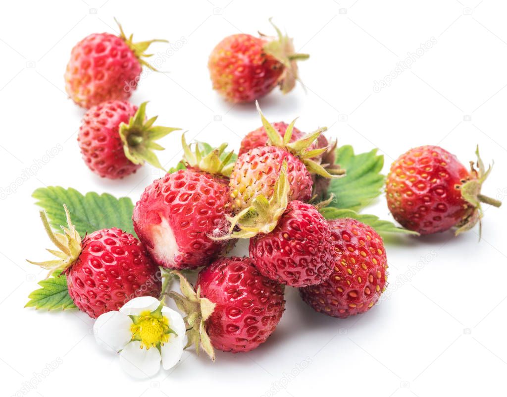 Wild strawberries on the white background.