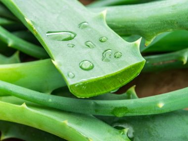 Aloe ya da Aloe vera beyaz arka planda taze yapraklar ve dilimler.