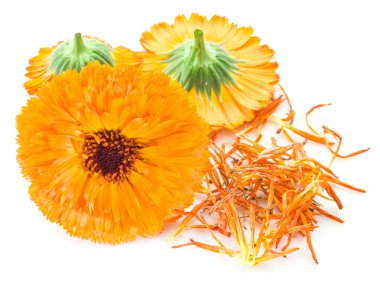 beyaz zemin üzerine Calendula çiçekler.