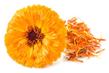 beyaz zemin üzerine Calendula çiçekler.