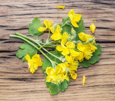 Büyük kırlangıçotu çiçek, swallowwort ahşap arka plan üzerinde.