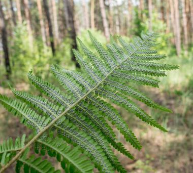 Fern bitkisi sporophyte aşamasındadır. Doğa arka plan.