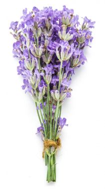 Beyaz backgro izole lavandula veya lavanta çiçek demet