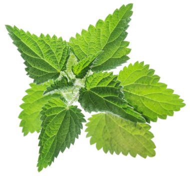 Isırgan veya urtica izole üzerinde beyaz arka plan bırakır.