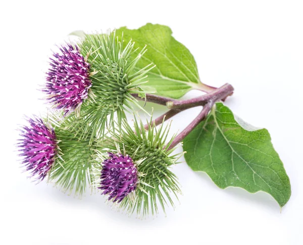 Prickly heads of burdock flowers on a white background. — Stock Photo, Image