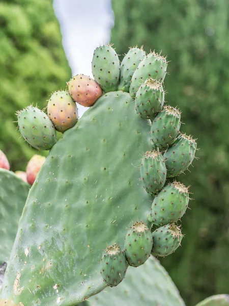 Pichlavý hrušky nebo opuntia rostlin blízko - nahoru. — Stock fotografie