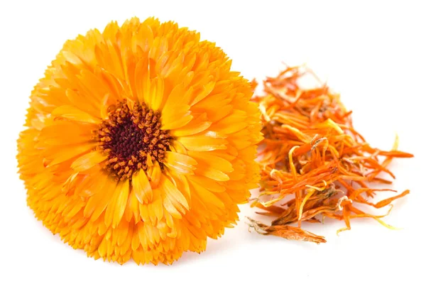 Calendula flowers on the white background. — Stock Photo, Image