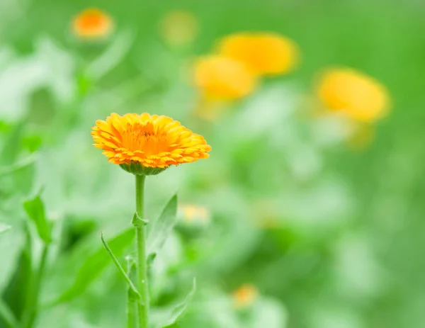 Calêndula ou flor calêndula. Cama de flores verde desfocada no bac — Fotografia de Stock