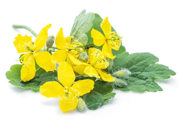 Meer stinkende gouwe bloem, swallowwort geïsoleerd op witte CHTERGRO — Stockfoto