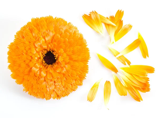 Calêndula ou calêndula flores e pétalas no fundo branco — Fotografia de Stock