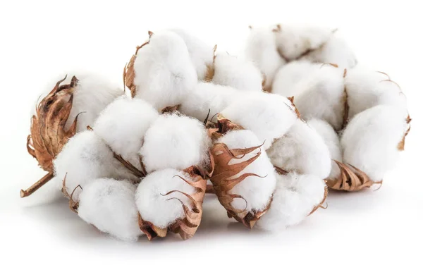 Bola de algodão macio de planta de algodão em um fundo branco . — Fotografia de Stock