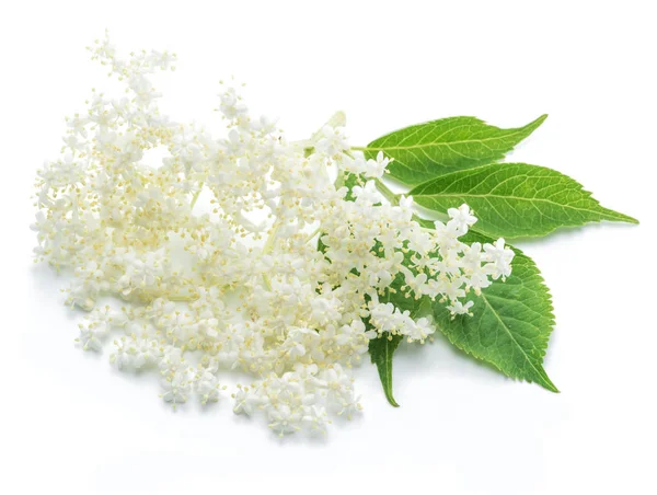 Flores de saúco sobre fondo blanco . —  Fotos de Stock