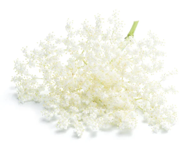 Elderberry flowers on the white background. — Stock Photo, Image