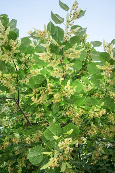 Linden tree in blossom. Nature background. — Stock Photo, Image