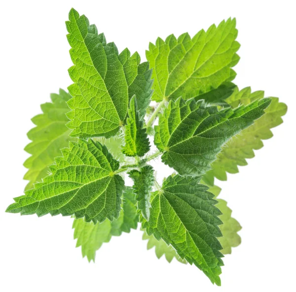 Brennnessel oder Urtica Blätter isoliert auf weißem Hintergrund. — Stockfoto