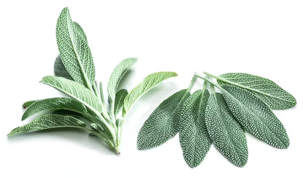 Hojas de terciopelo fresco de salvia de jardín sobre el fondo blanco . — Foto de Stock