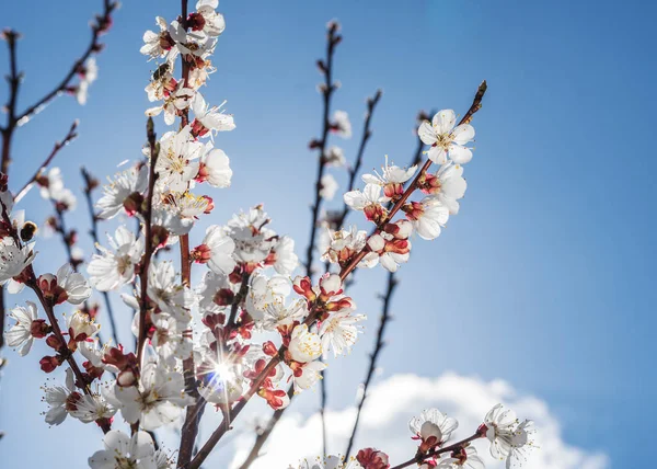 Apricot tree in blossom. Bright spring sky on the background. — Stock Photo, Image