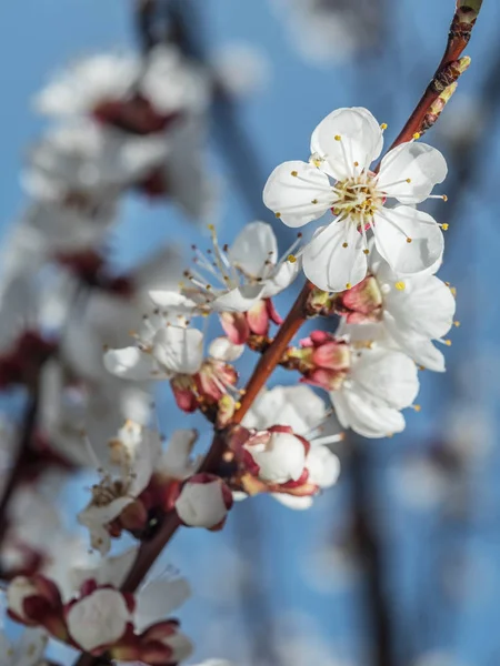 Meruňkový strom v květu. Jarní obloha na pozadí. — Stock fotografie