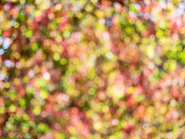 Őszi levelek homályos. Természet háttér. — Stock Fotó