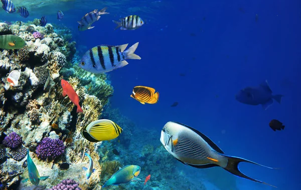 Coloridos peces de arrecife de coral del Mar Rojo . — Foto de Stock