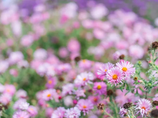 Small violet asters in the garden. — Stock Photo, Image