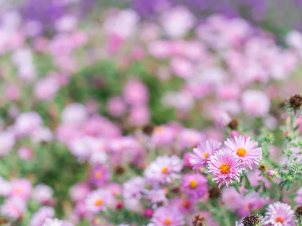 Small violet asters in the garden. — Stock Photo, Image