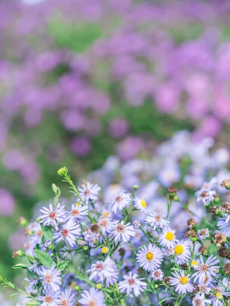 Small blue asters in the garden. — Stock Photo, Image