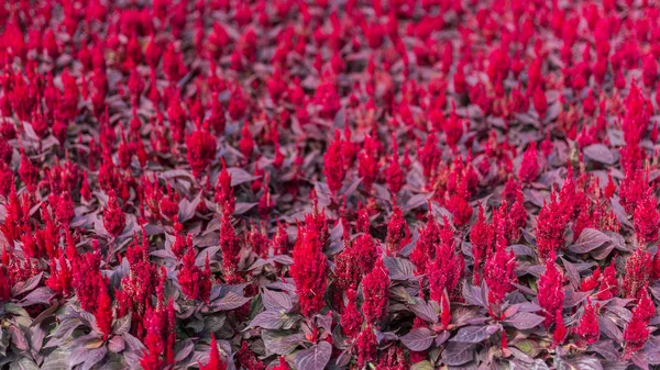 Bright red celosia flowers. Carpet of flowers. — Stock Photo, Image