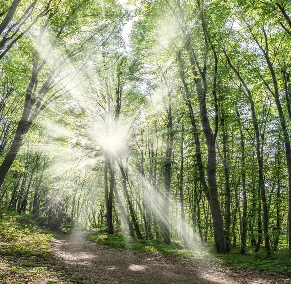 Des rayons de soleil brillent à travers les arbres de la forêt printanière . — Photo