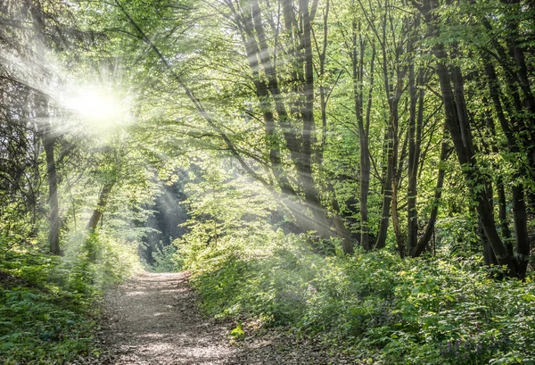 春の森の木々 を通して輝く太陽. — ストック写真