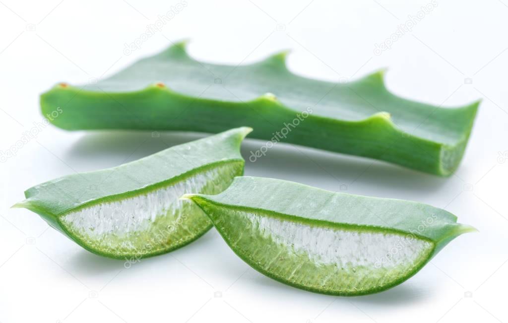 Aloe or Aloe vera fresh leaves and slices on white background.