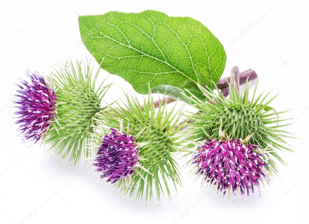 Prickly heads of burdock flowers on a white background.