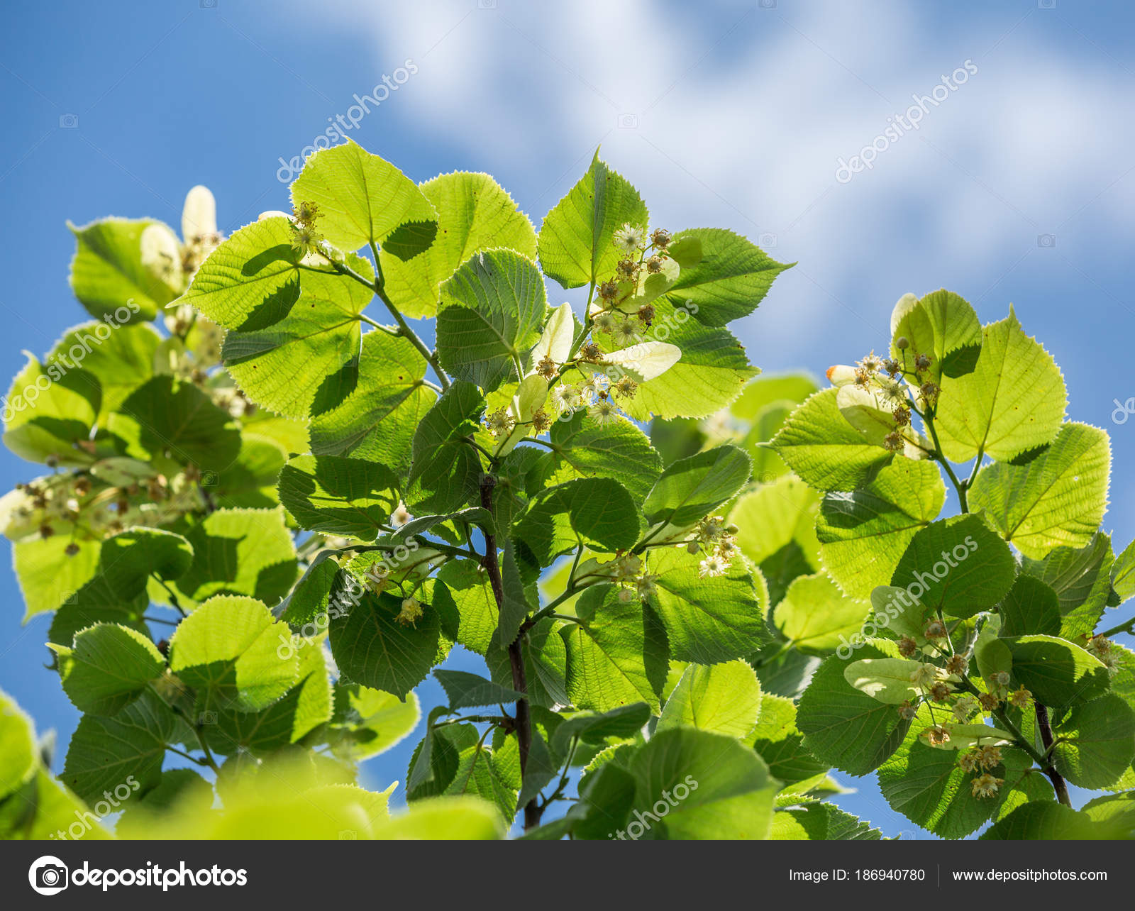 Linden tree in blossom. Nature background. Stock Photo by ©Valentyn