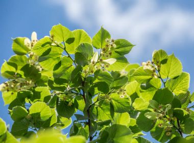 Ihlamur ağacı çiçeği. Doğa arka plan.